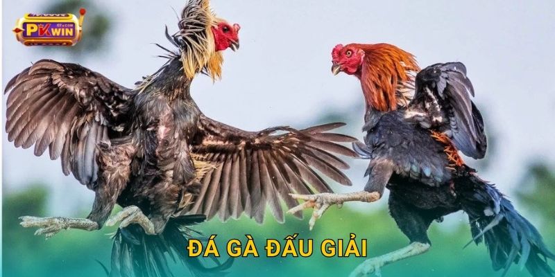Đá gà đấu giải – So tài đỉnh cao, phần thưởng hấp dẫn tại Pkwin