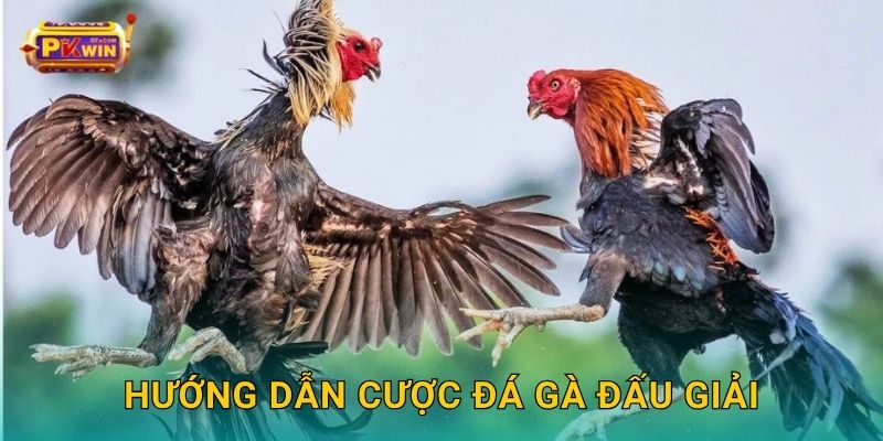Đá gà đấu giải – So tài đỉnh cao, phần thưởng hấp dẫn tại Pkwin 3 Hướng dẫn cược đá gà đấu giải
