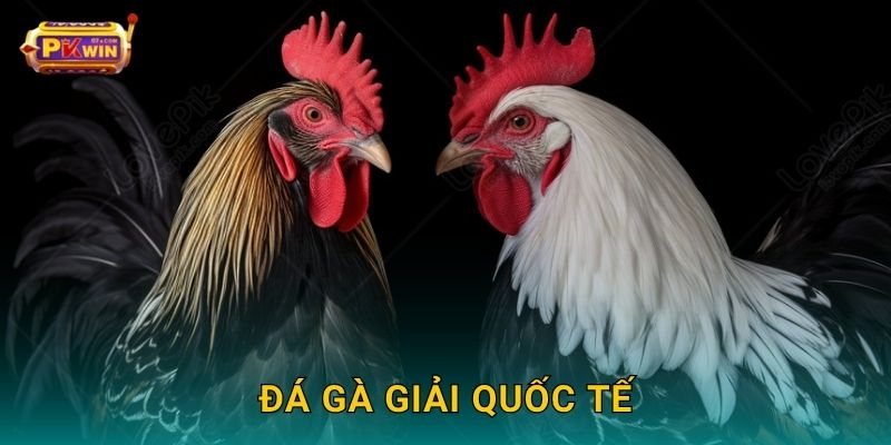 Đá gà giải quốc tế – Tranh tài toàn cầu, kèo cực hay tại Pkwin