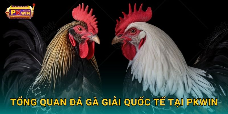 Tổng quan đá gà giải quốc tế tại Pkwin