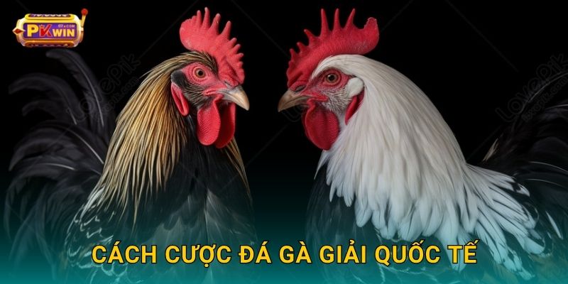 Cách cược đá gà giải quốc tế
