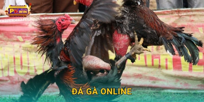 Đá gà online – Trải nghiệm kịch tính đỉnh cao tại Pkwin