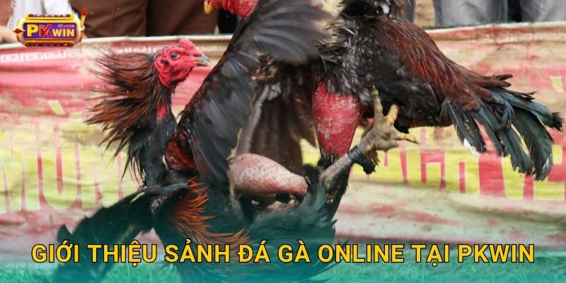 Giới thiệu sảnh đá gà online tại Pkwin