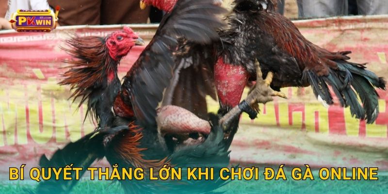 Bí quyết thắng lớn khi chơi đá gà online
