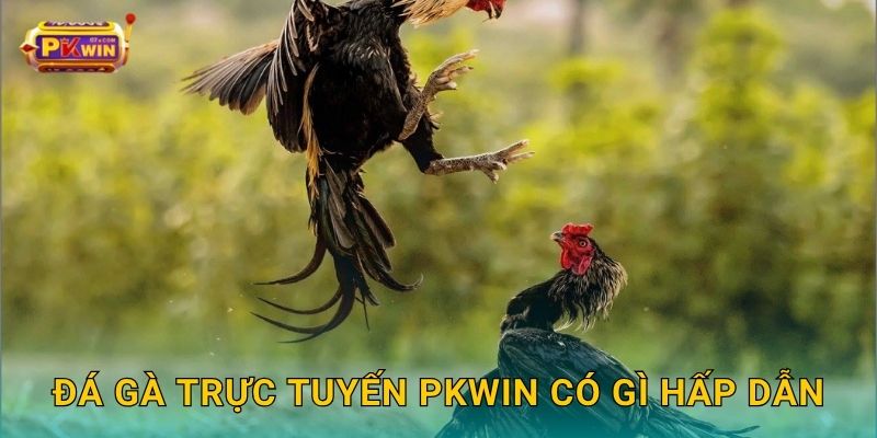 Đá gà trực tuyến: Sôi động từng phút – Cược dễ thắng tại Pkwin 2 Đá gà trực tuyến Pkwin có gì hấp dẫn