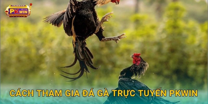 Đá gà trực tuyến: Sôi động từng phút – Cược dễ thắng tại Pkwin 3 Cách tham gia đá gà trực tuyến Pkwin