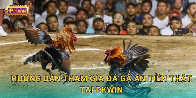 Hướng dẫn tham gia đá gà ăn tiền thật tại Pkwin