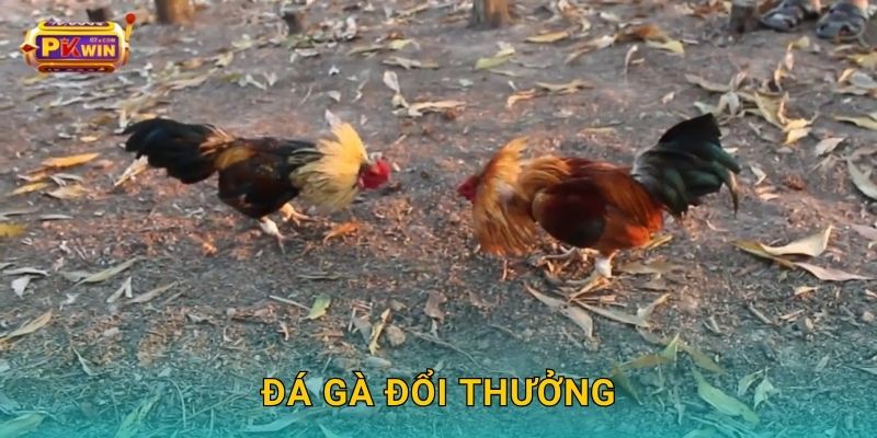 Đá gà đổi thưởng – Thắng lớn, rút tiền thật tại Pkwin