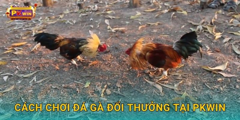 Cách chơi đá gà đổi thưởng tại Pkwin