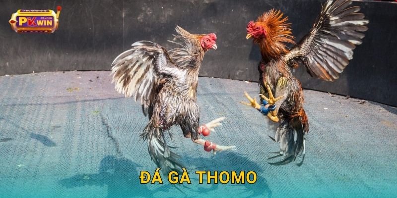 Đá gà Thomo – Trực tiếp trường gà nổi tiếng nhất tại Pkwin