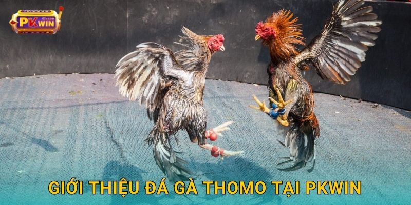 Giới thiệu đá gà Thomo tại Pkwin