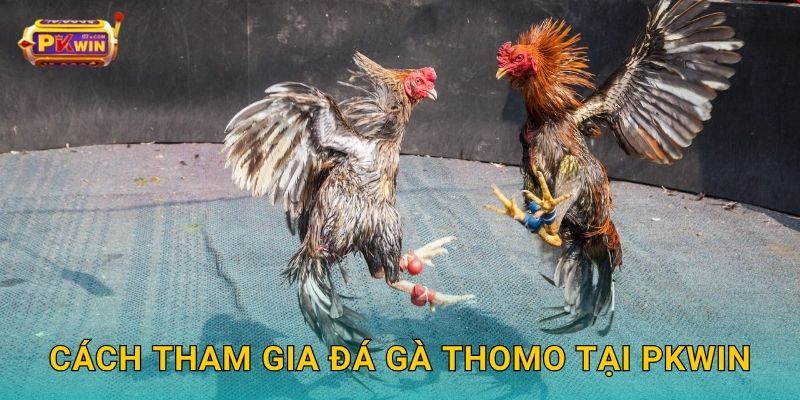 Cách tham gia đá gà Thomo tại Pkwin