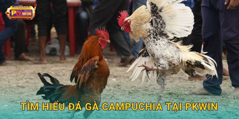 Tìm hiểu đá gà Campuchia tại Pkwin