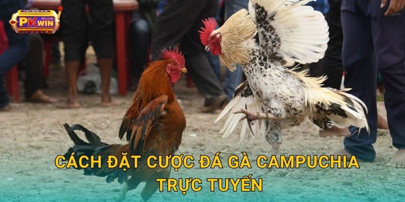 Cách đặt cược đá gà Campuchia trực tuyến