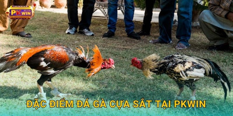 Đặc điểm đá gà cựa sắt tại Pkwin