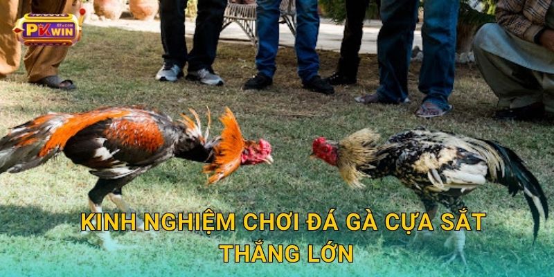 Kinh nghiệm chơi đá gà cựa sắt thắng lớn