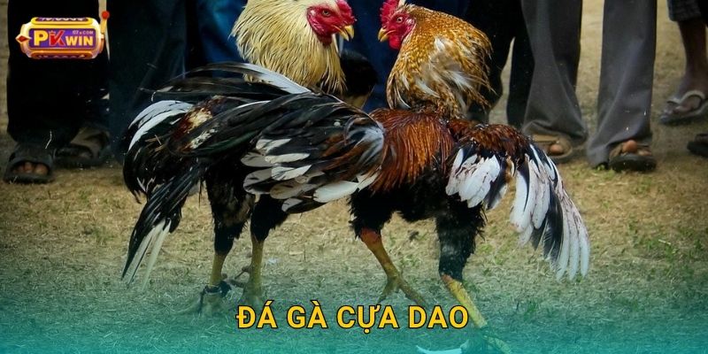 Đá gà cựa dao – Cuộc chiến tốc độ và uy lực tại Pkwin