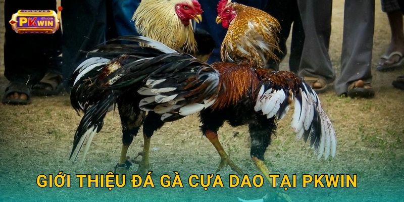 Giới thiệu đá gà cựa dao tại Pkwin