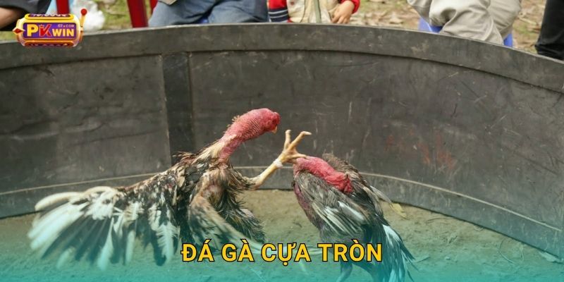 Đá gà cựa tròn – Màn đấu thiên về kỹ năng tại Pkwin