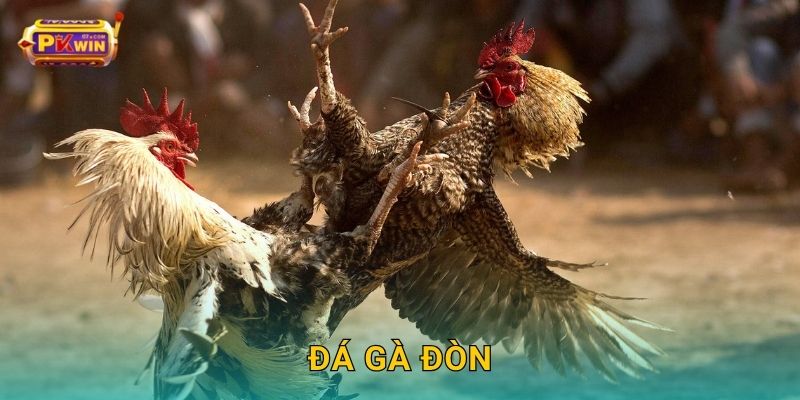 Đá gà đòn: Môn truyền thống hấp dẫn – Tái hiện tại Pkwin