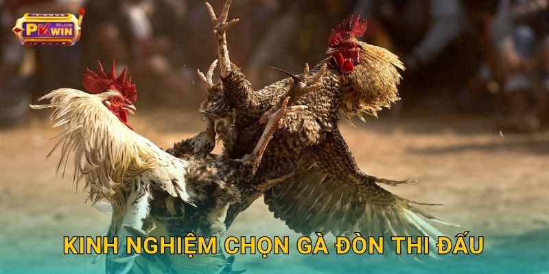 Kinh nghiệm chọn gà đòn thi đấu