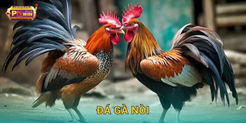 Đá gà nòi – Giữ hồn văn hóa Việt, tranh tài đỉnh cao tại Pkwin