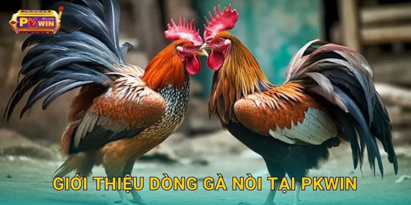 Giới thiệu dòng gà nòi tại Pkwin
