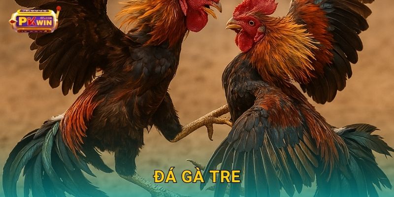 Đá gà tre – Nhẹ nhàng mà gay cấn từng pha đấu tại Pkwin