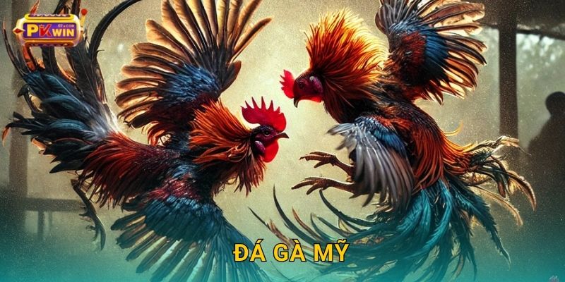 Đá gà Mỹ – Phong cách hiện đại, tốc độ ấn tượng tại Pkwin