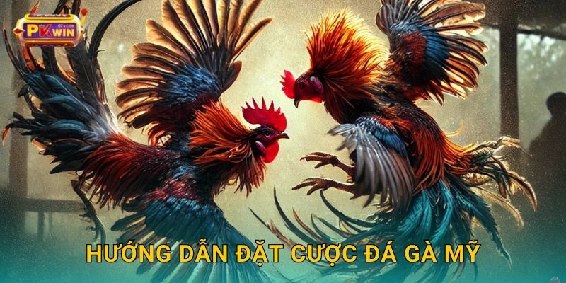 Hướng dẫn đặt cược đá gà Mỹ