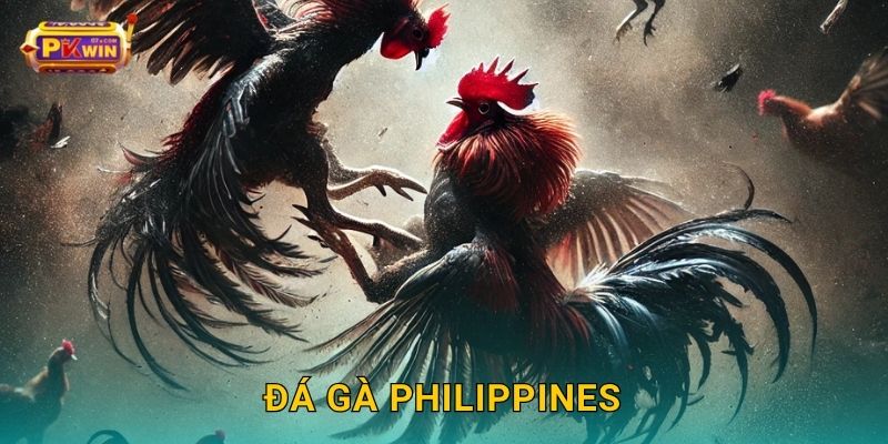 Đá gà Philippines – Đấu trường rực lửa với luật công bằng tại Pkwin