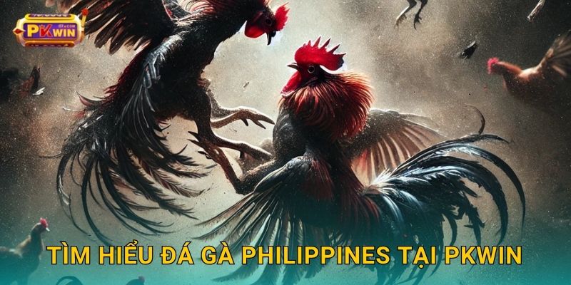Tìm hiểu đá gà Philippines tại Pkwin