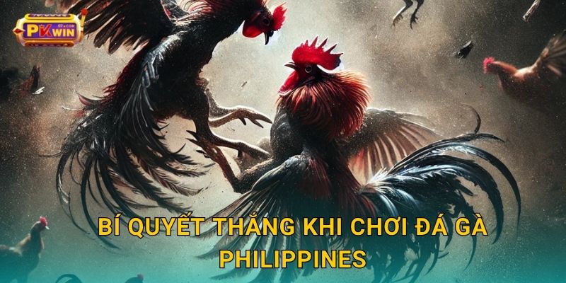 Bí quyết thắng khi chơi đá gà Philippines