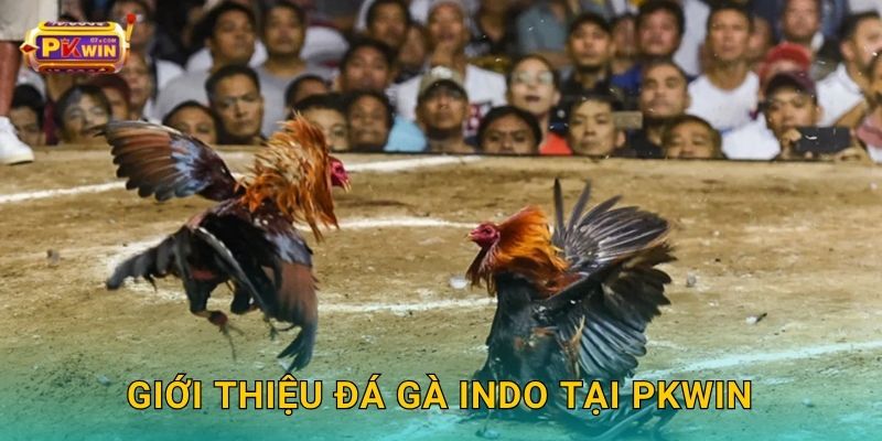 Giới thiệu đá gà Indo tại Pkwin