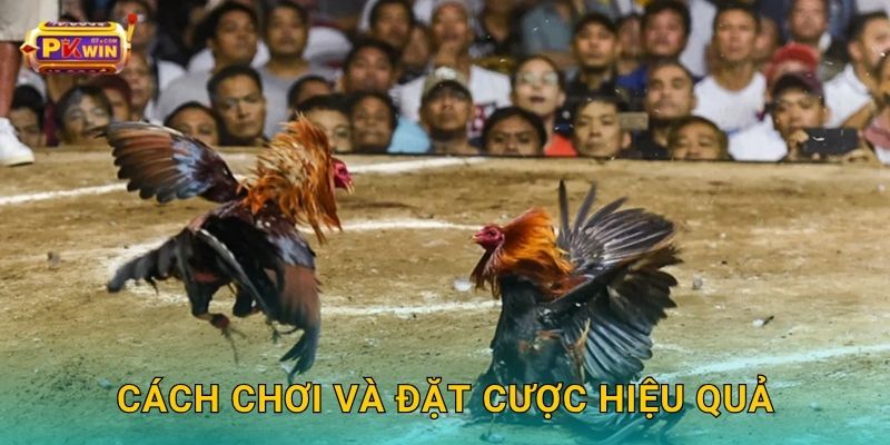 Cách chơi và đặt cược hiệu quả