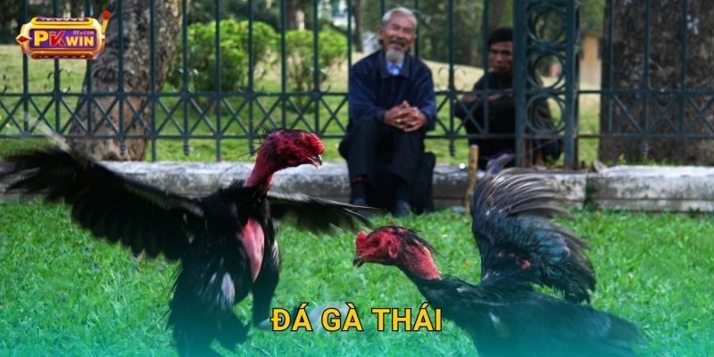 Đá gà Thái – Tốc độ, tinh tế và đẳng cấp tại Pkwin
