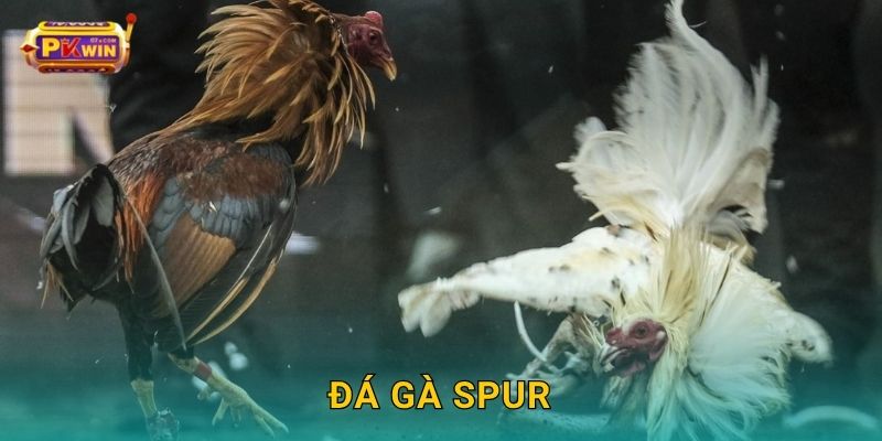 Đá gà Spur – Trận chiến tốc độ cao và kịch tính tại Pkwin