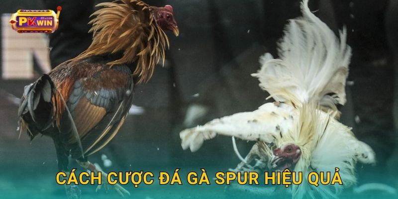 Cách cược đá gà Spur hiệu quả
