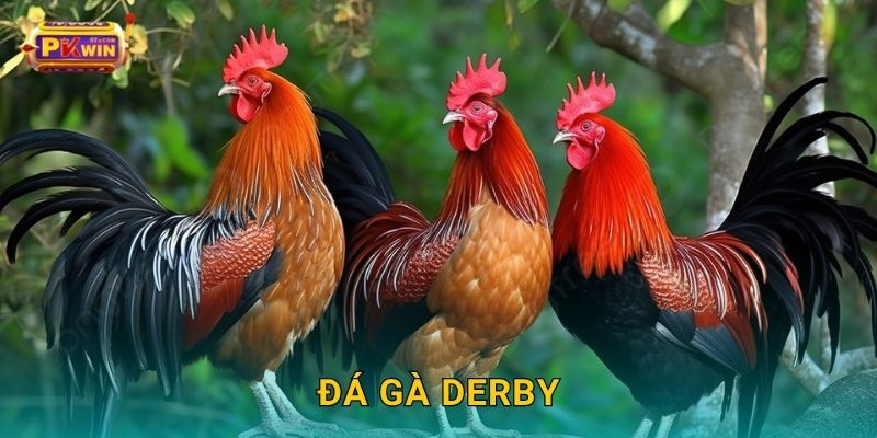Đá gà Derby – Cuộc đối đầu danh giá giữa các chiến kê tại Pkwin