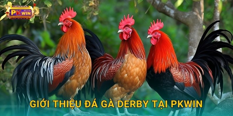 Giới thiệu đá gà Derby tại Pkwin