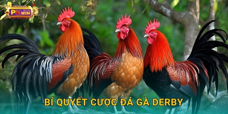 Bí quyết cược đá gà Derby