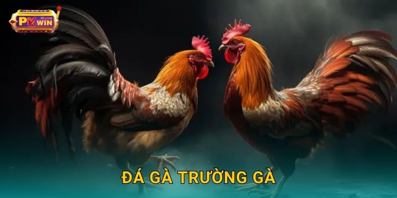 Đá gà trường gà – Sân đấu chuyên nghiệp hàng đầu tại Pkwin