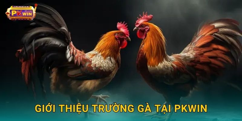 Giới thiệu trường gà tại Pkwin