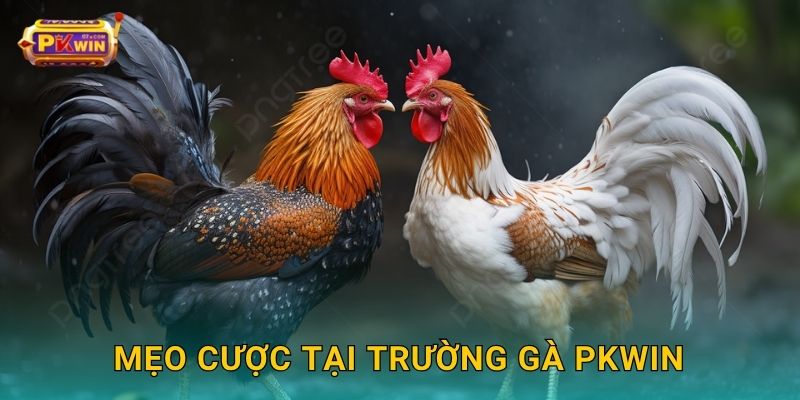Mẹo cược tại trường gà Pkwin